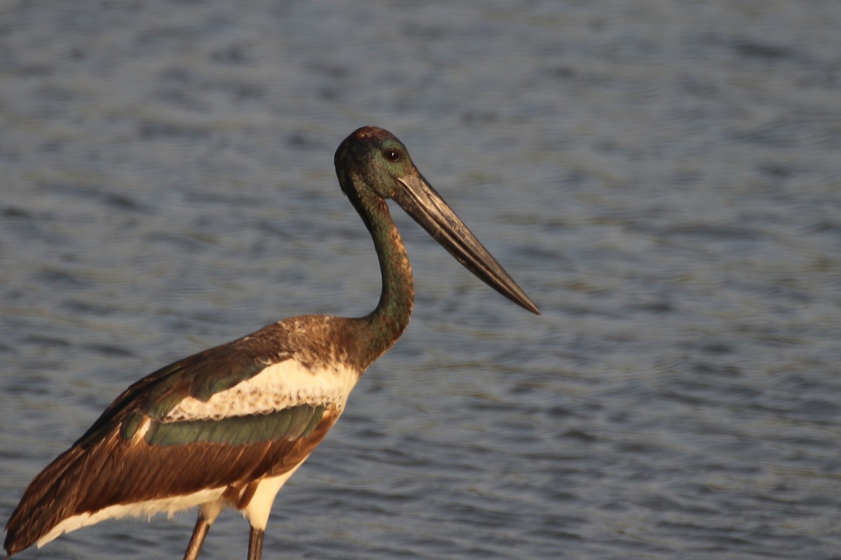 Black-necked Stork - ML620693940