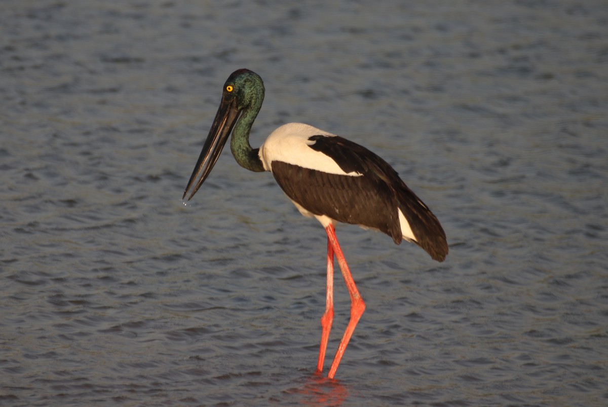 Black-necked Stork - ML620693941