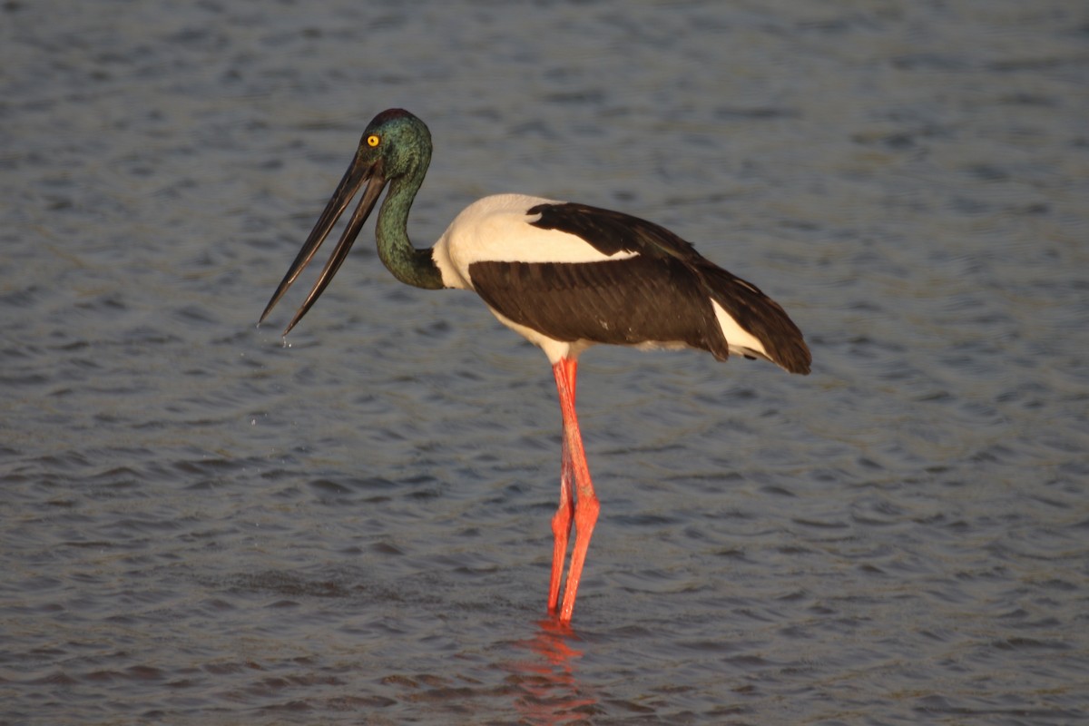 Black-necked Stork - ML620693942