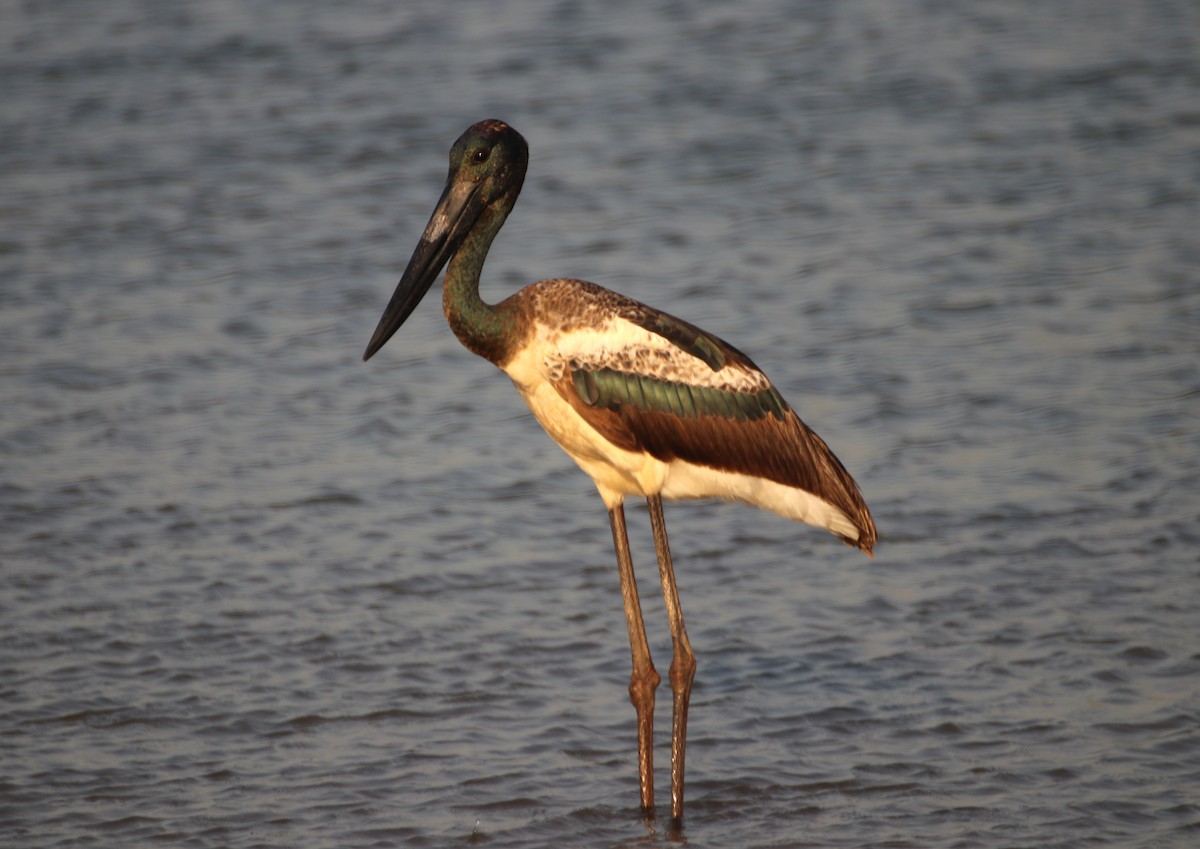 Black-necked Stork - ML620693943