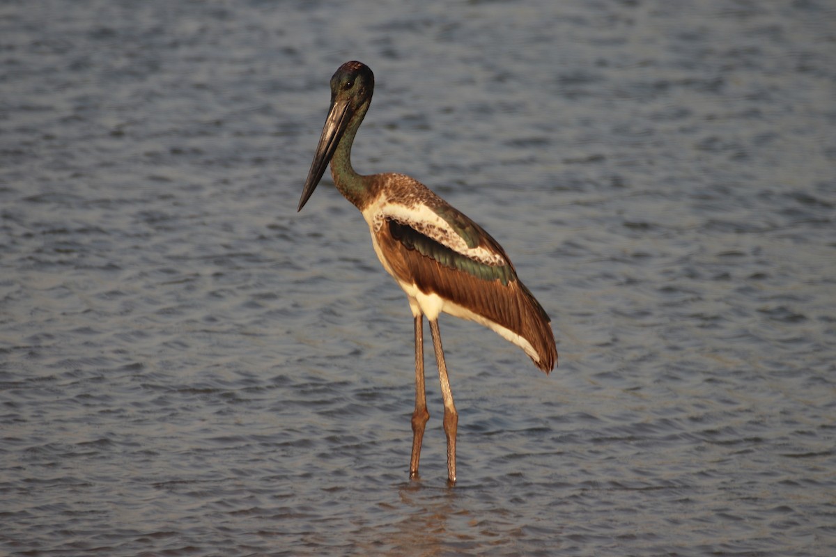 Black-necked Stork - James Lambert