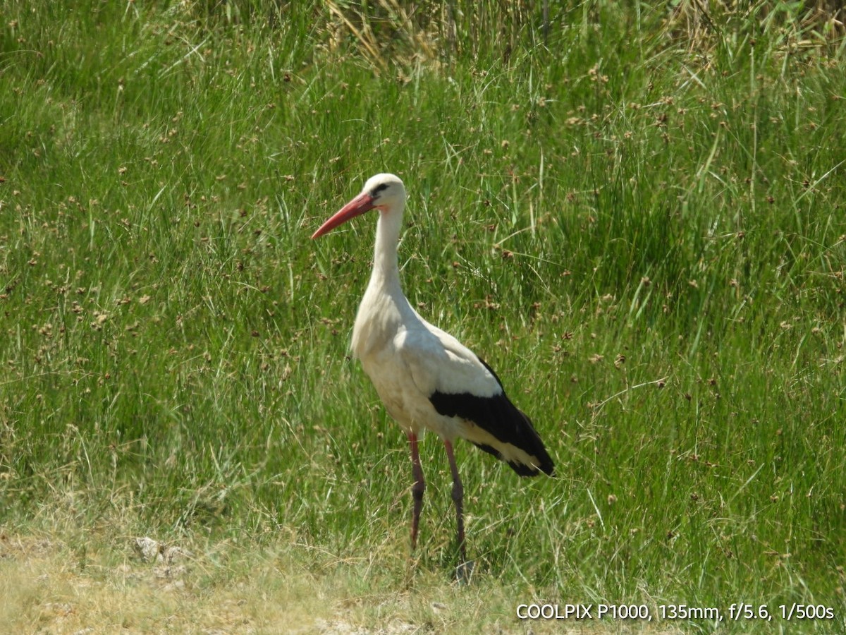 Cigogne blanche - ML620693947