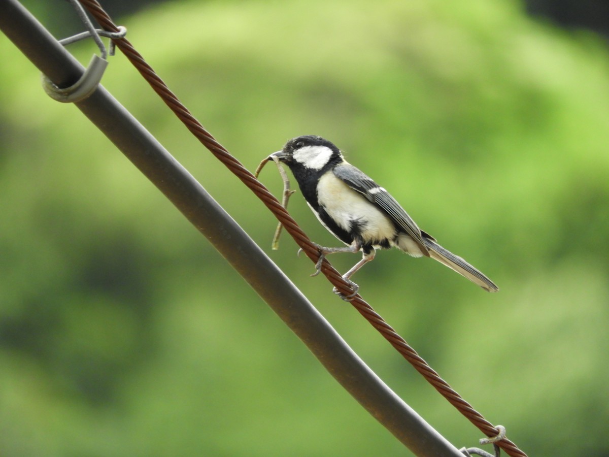 Japanese Tit - ML620693948