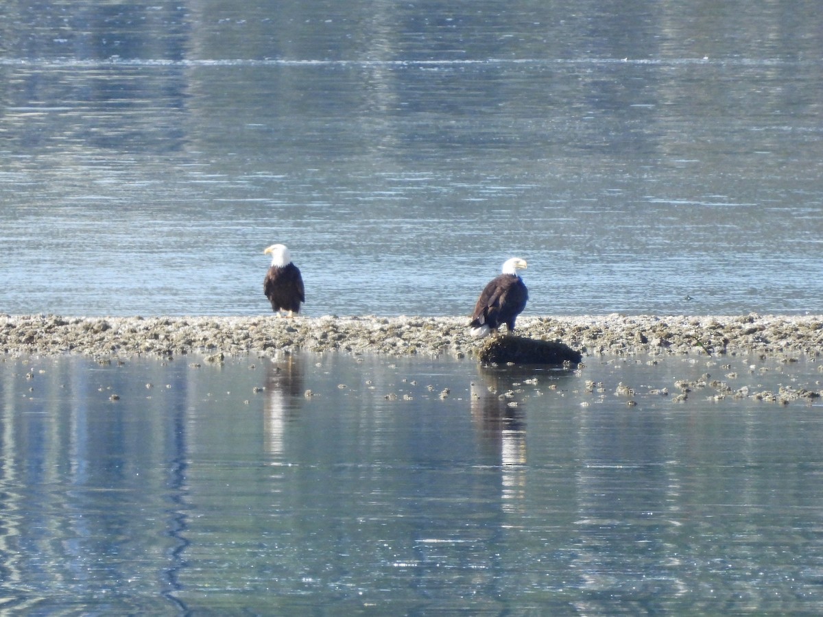 Bald Eagle - ML620693951