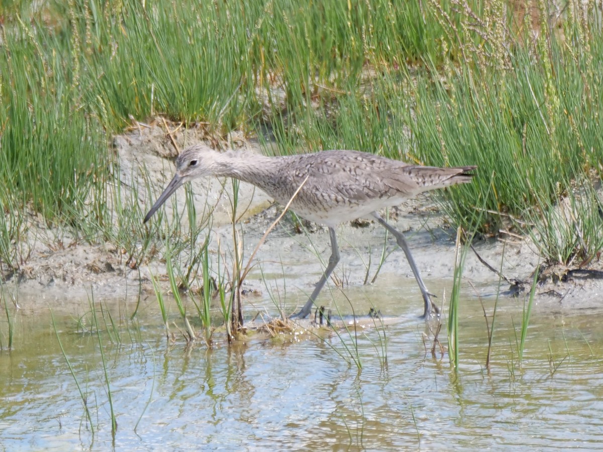 Willet - ML620693952