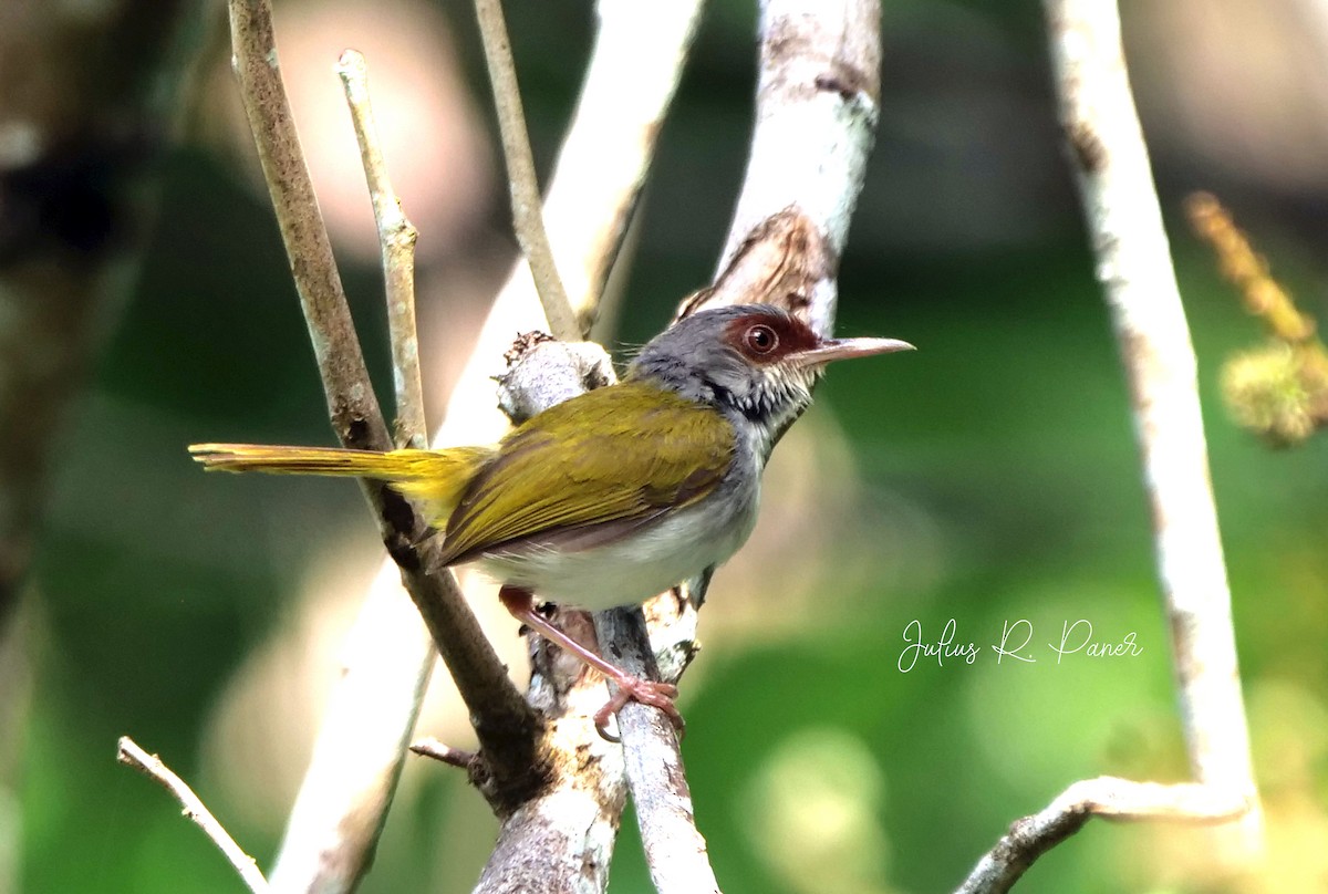 Kastanienstirn-Schneidervogel - ML620693954