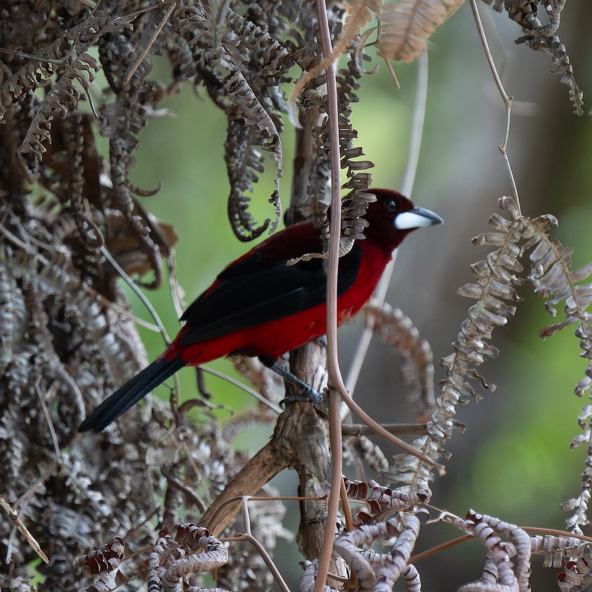 Crimson-backed Tanager - ML620693956