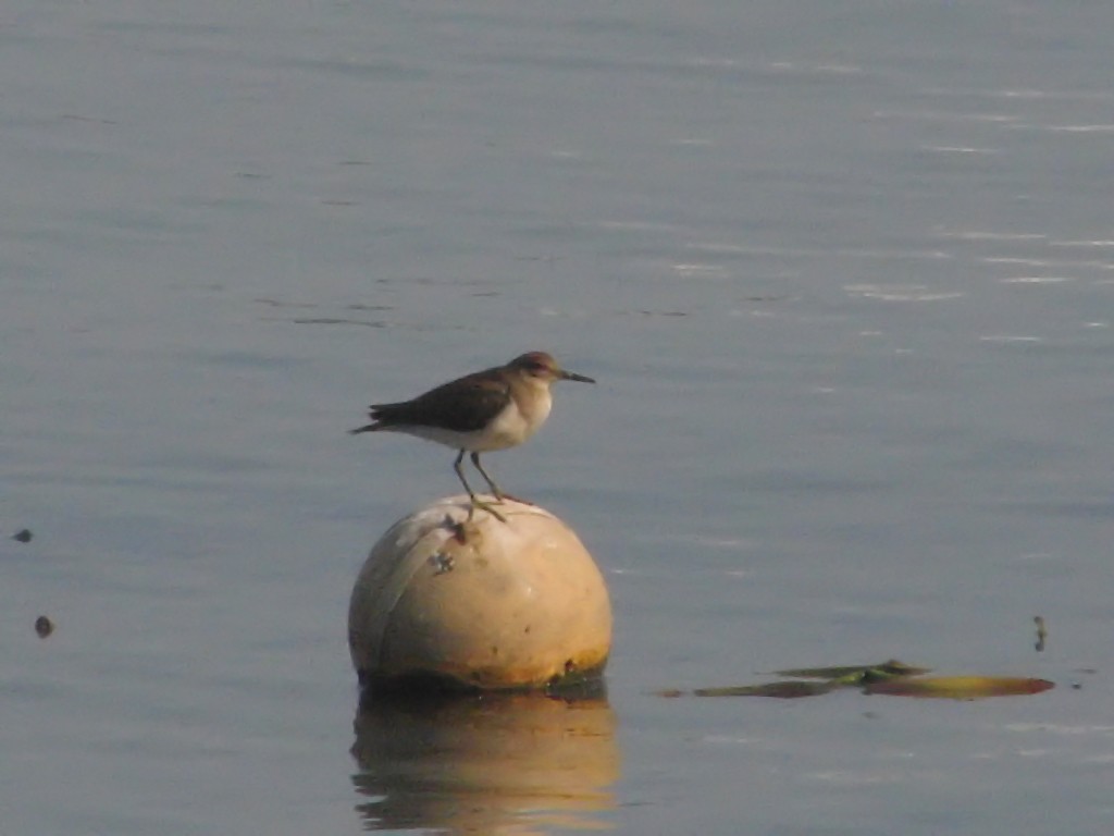 Common Sandpiper - ML620693961