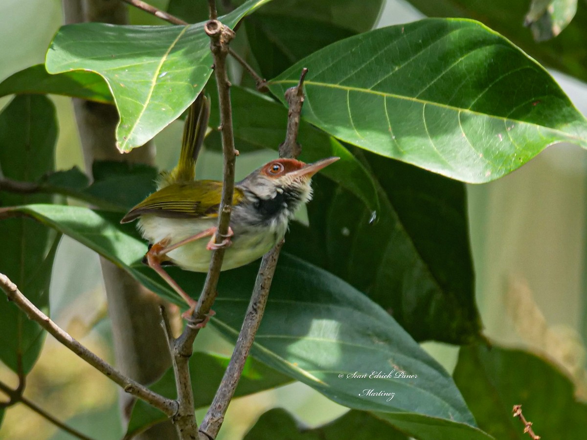 Rufous-fronted Tailorbird - ML620693962