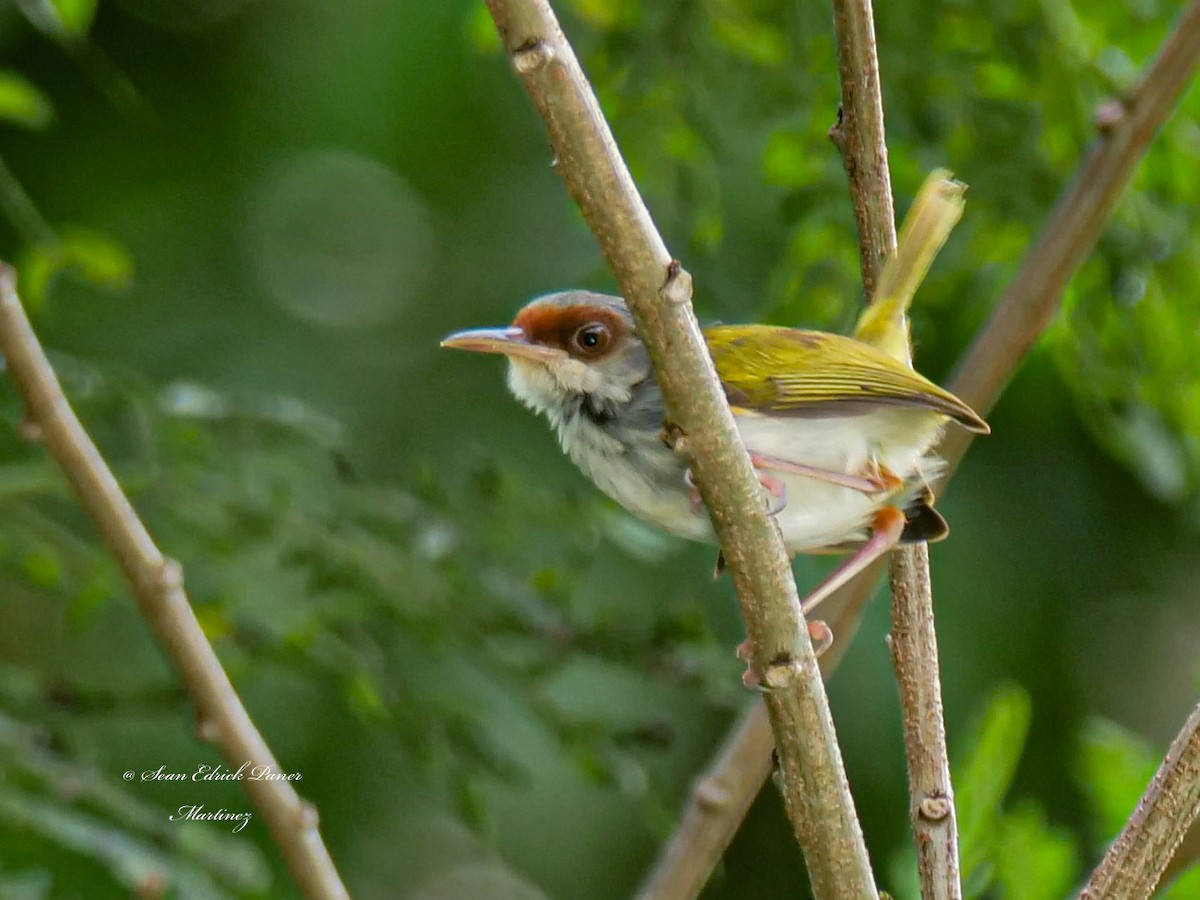 Kastanienstirn-Schneidervogel - ML620693964