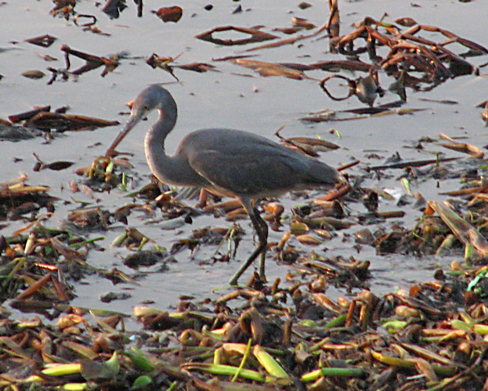 Western Reef-Heron - ML620693965