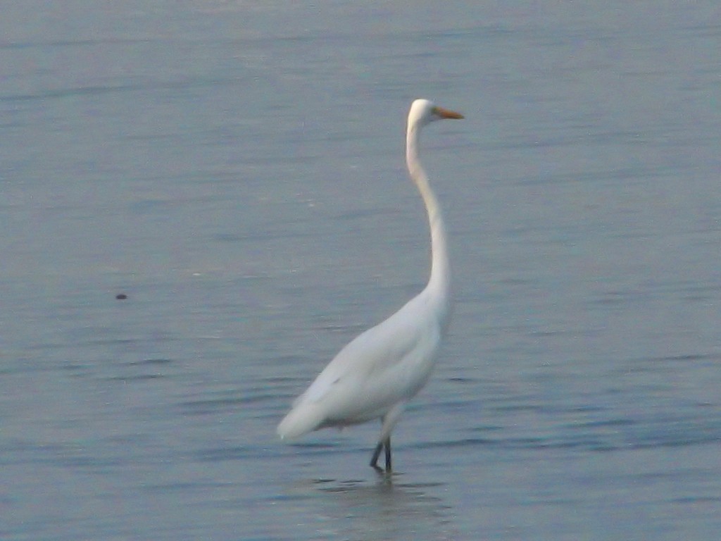 Great Egret - ML620693966