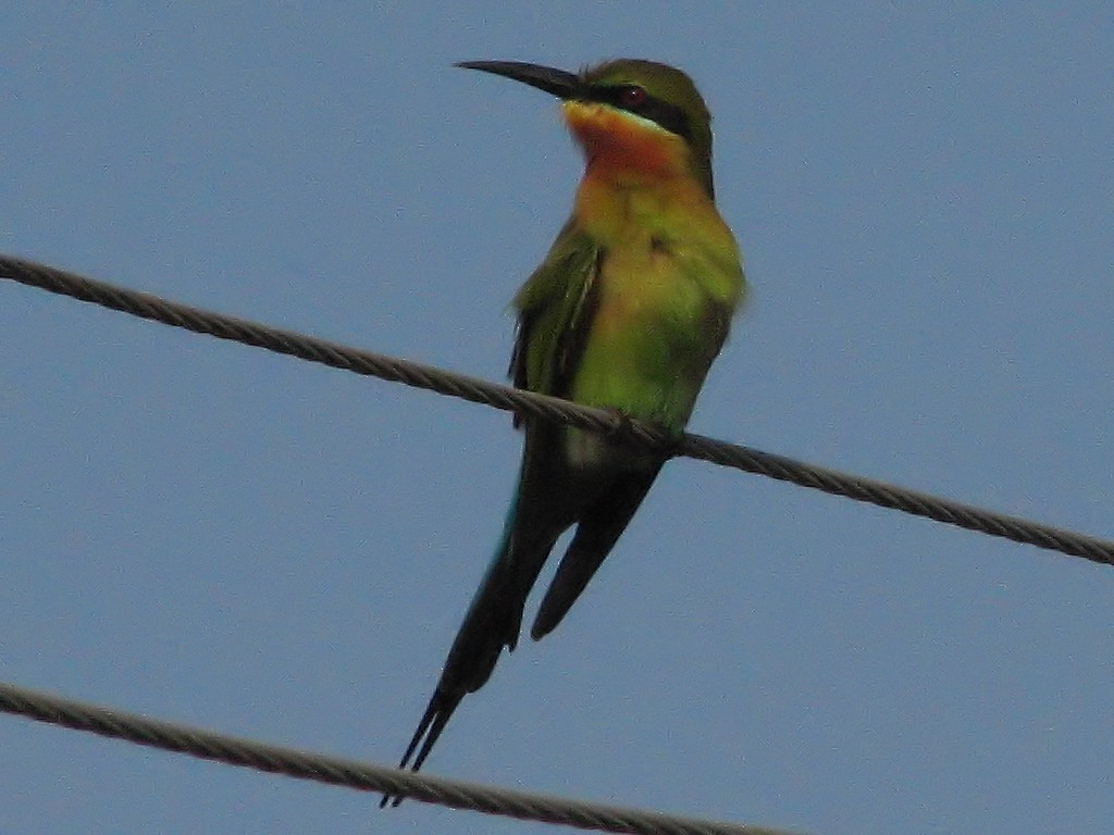 Blue-tailed Bee-eater - ML620693968