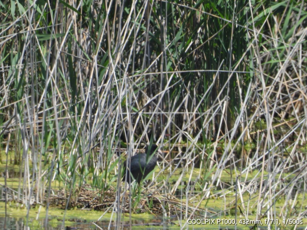 Eurasian Coot - Murat Uyan