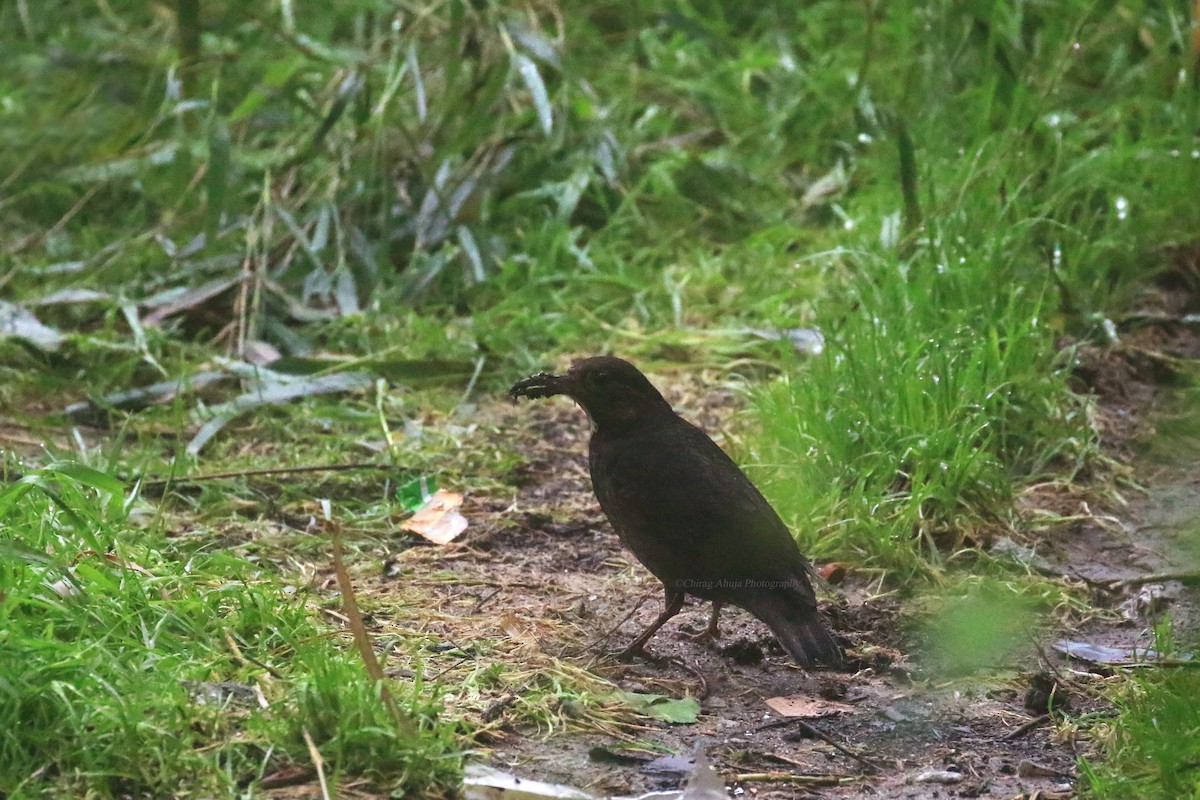 Long-billed Thrush - ML620693973