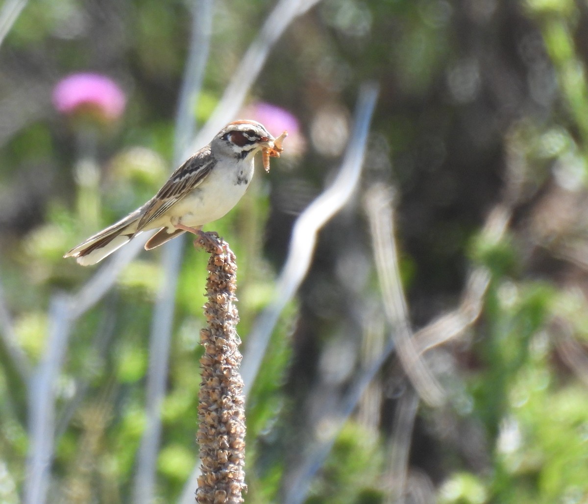 Lark Sparrow - Navin Viswanathan