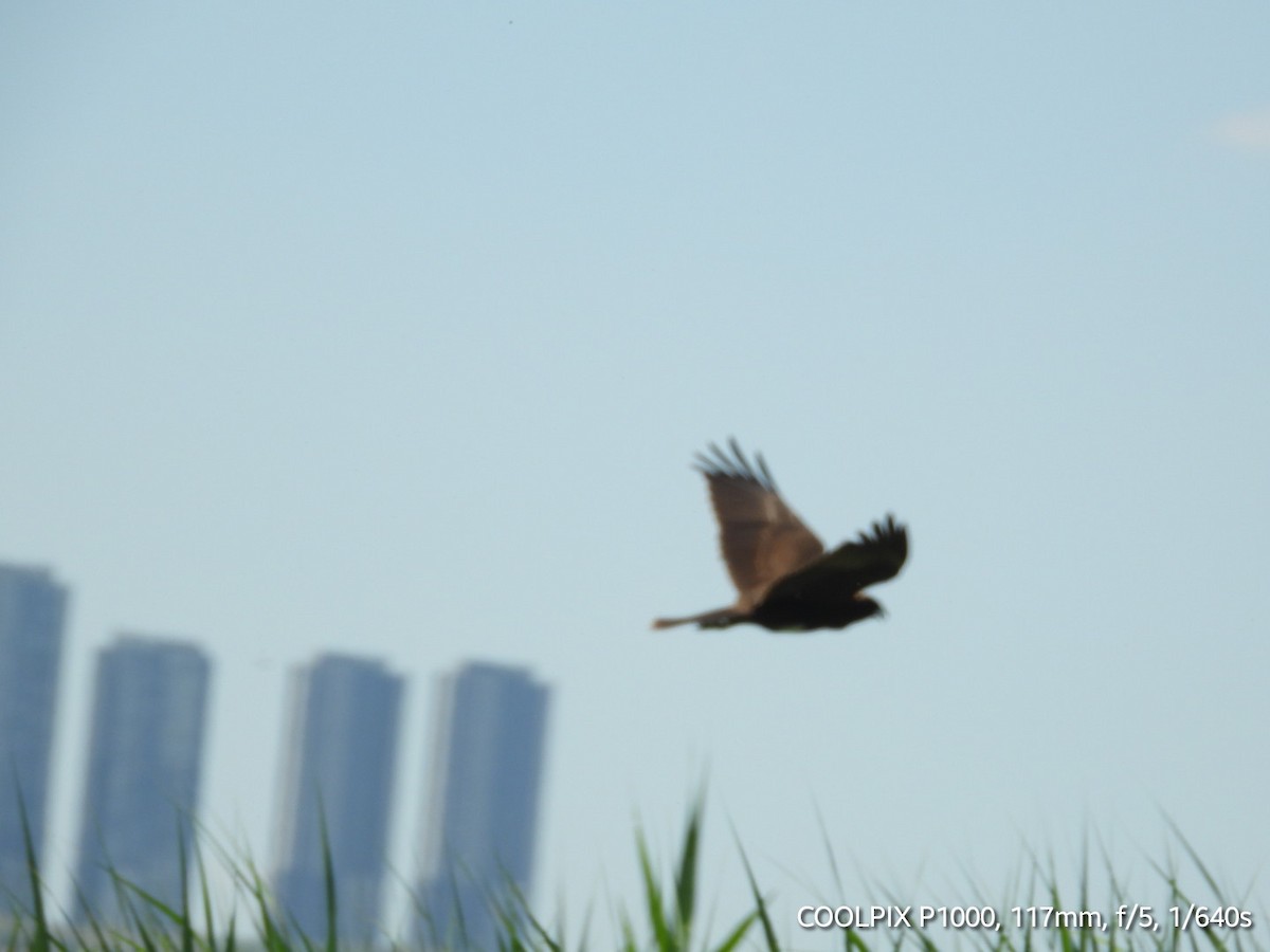 Common Buzzard - ML620693977