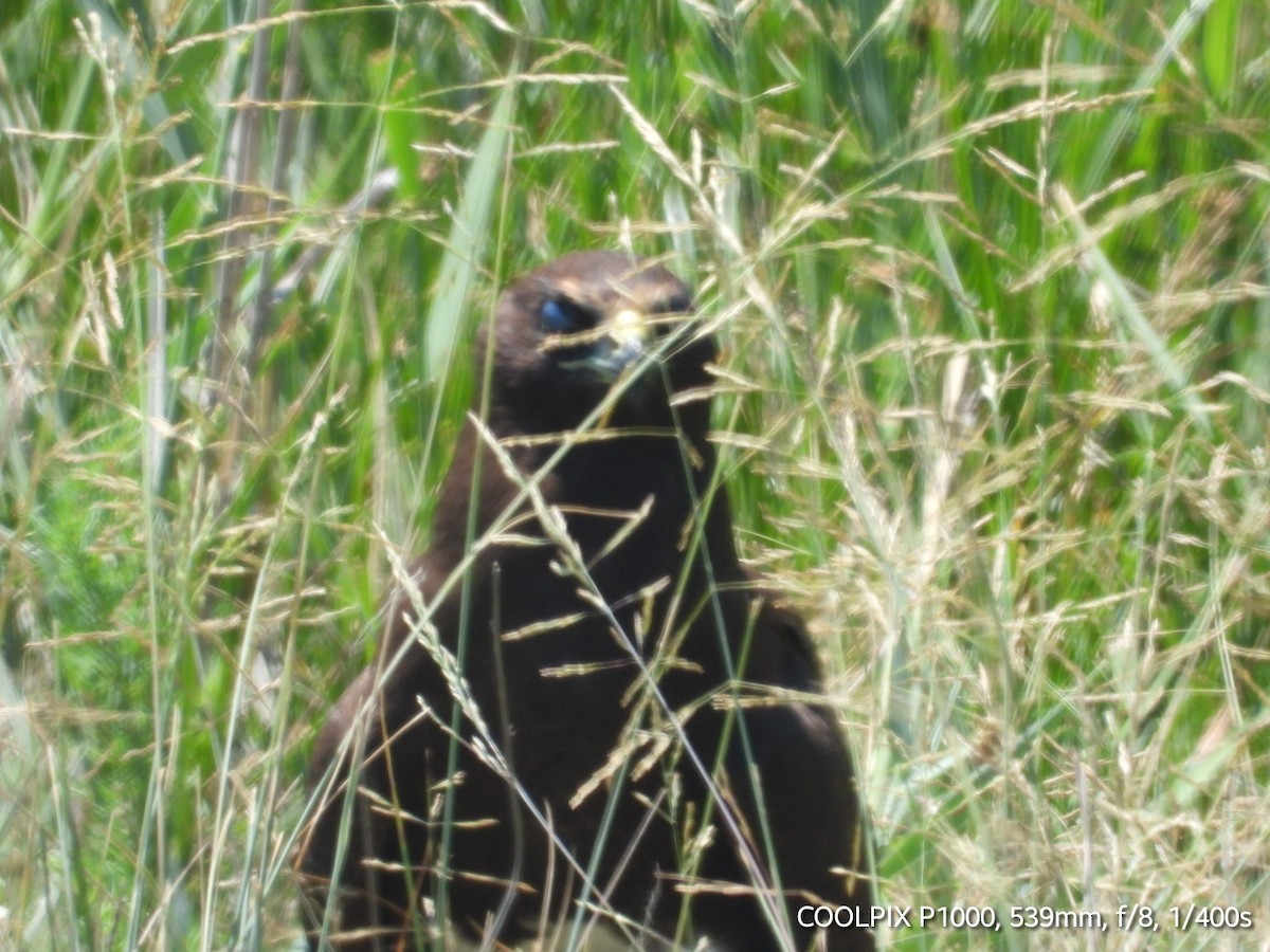 Common Buzzard - ML620693978