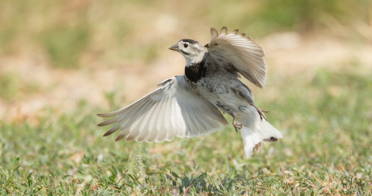 Thick-billed Longspur - ML620693982