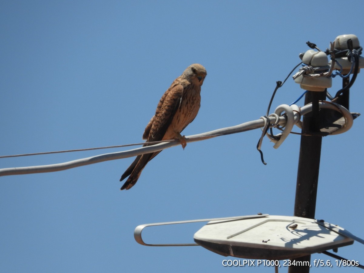 Lesser Kestrel - ML620693983