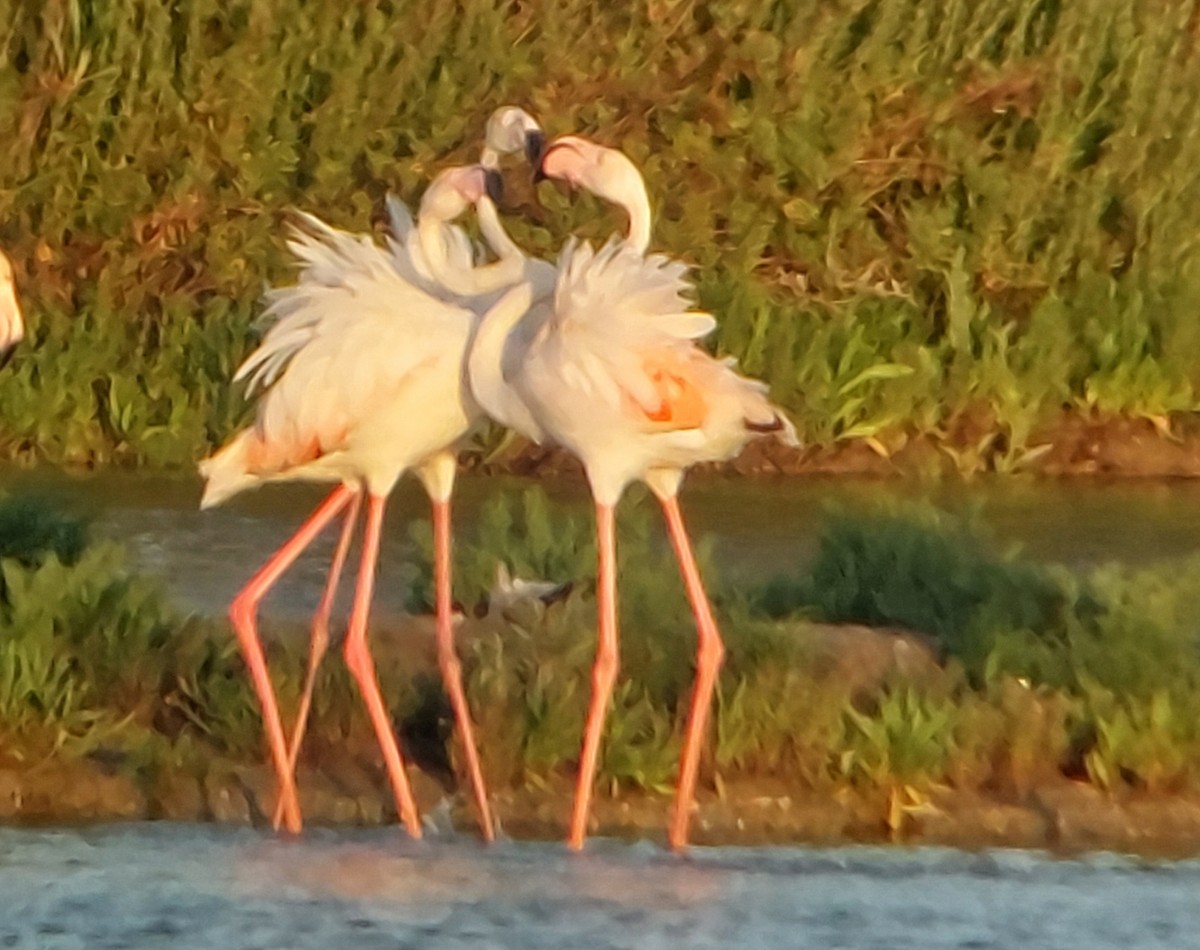 Greater Flamingo - ML620693985