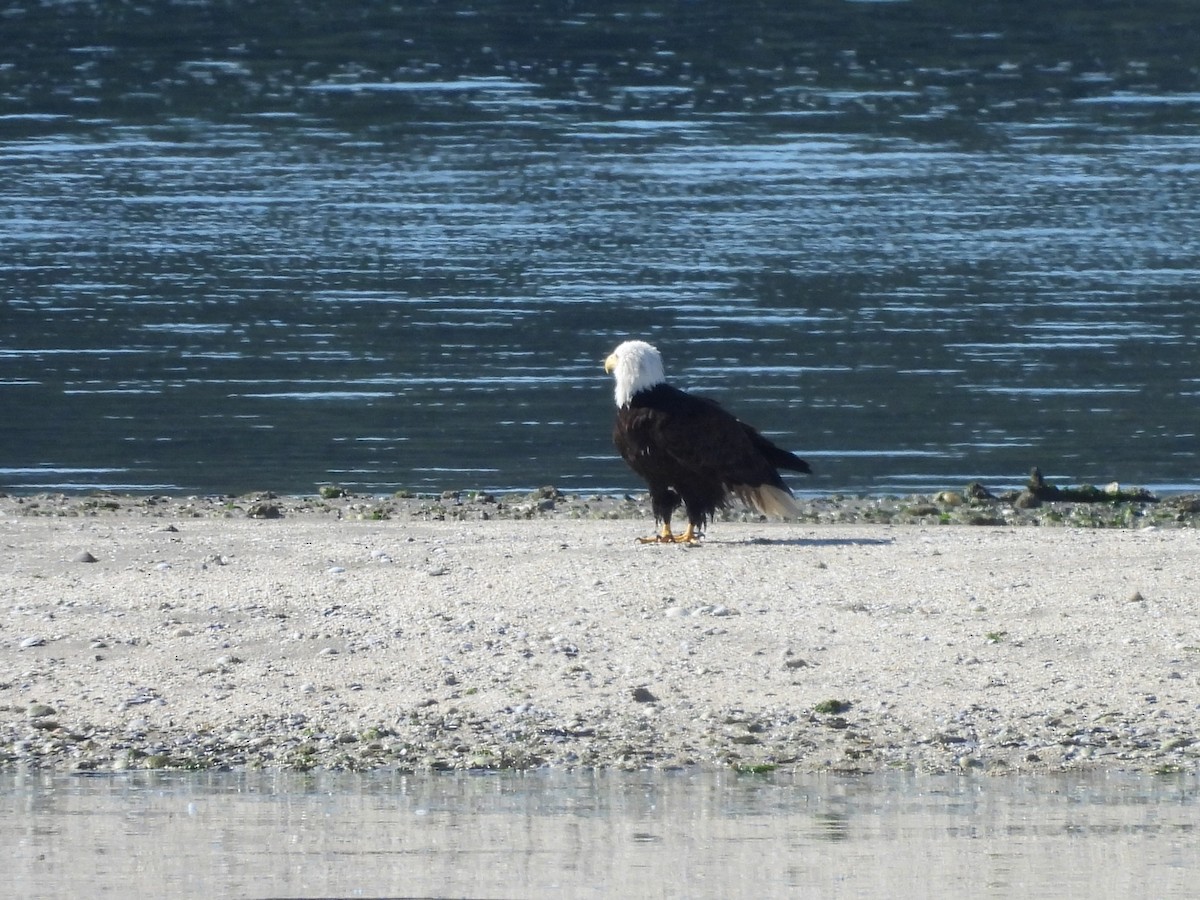 Weißkopf-Seeadler - ML620693986