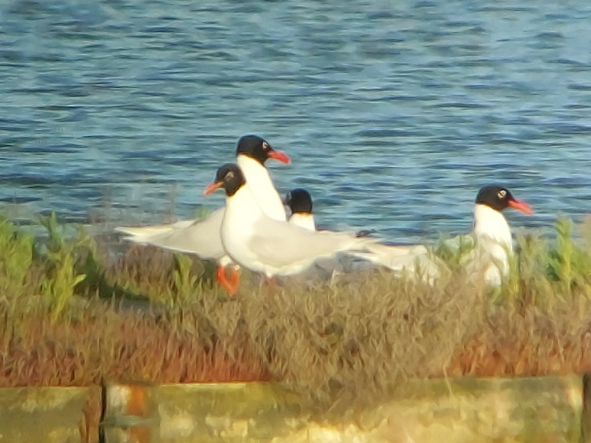 Mediterranean Gull - ML620693991