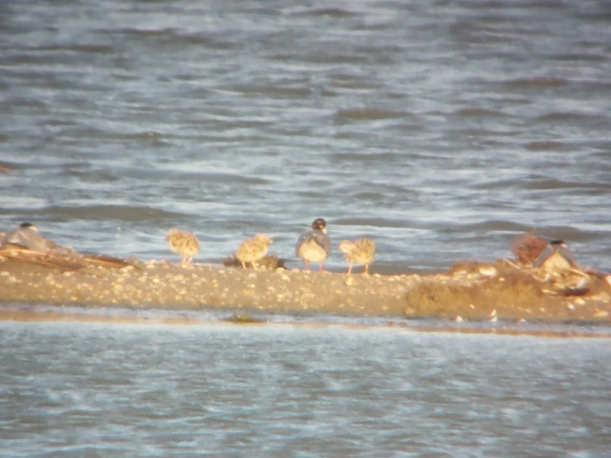 Common Tern - ML620693994