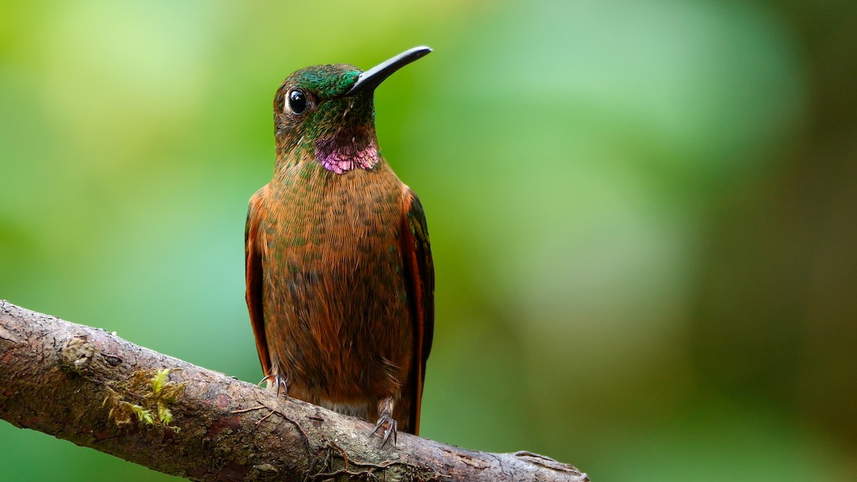 kolibřík hnědobřichý - ML620693998