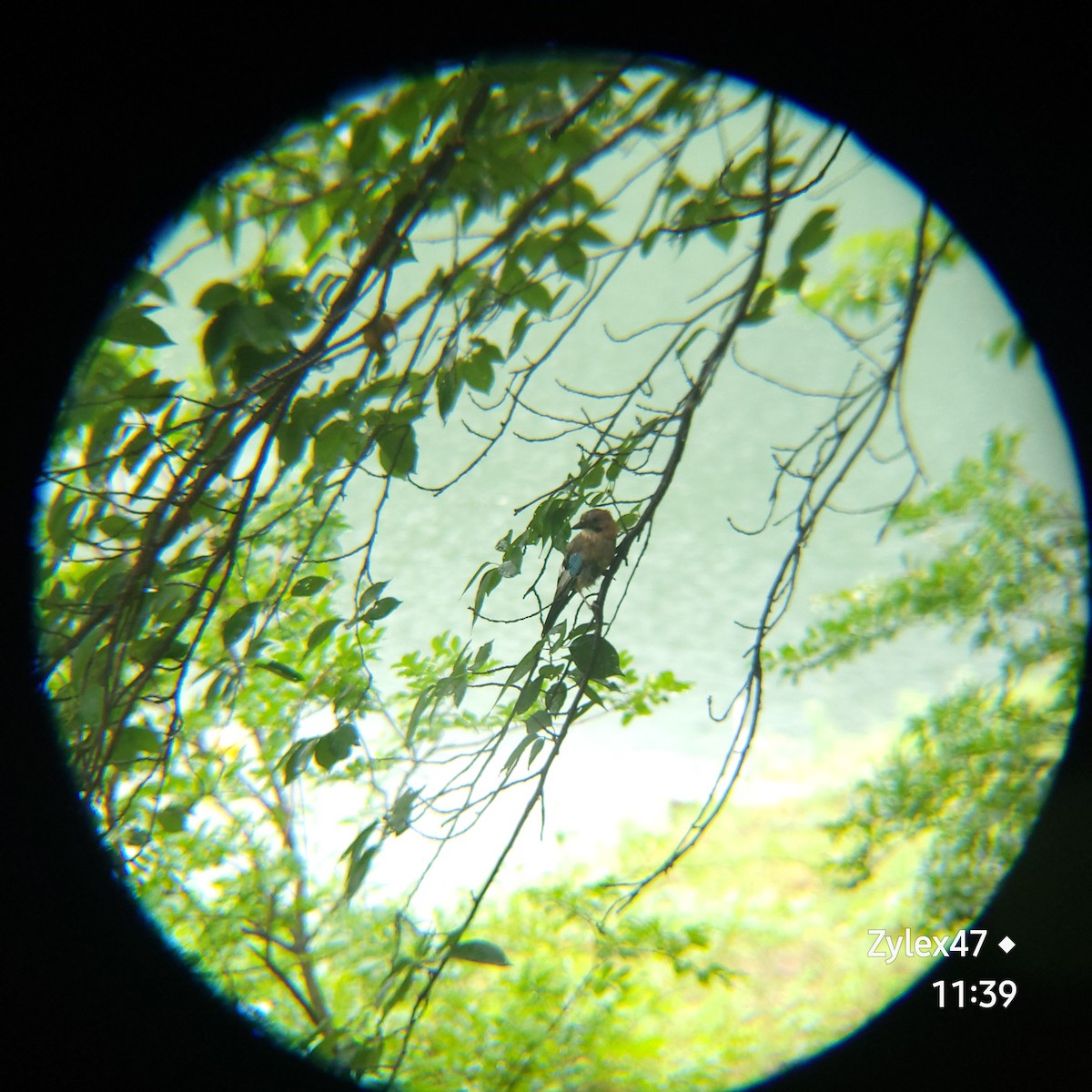 Eurasian Jay (Brandt's) - ML620694002