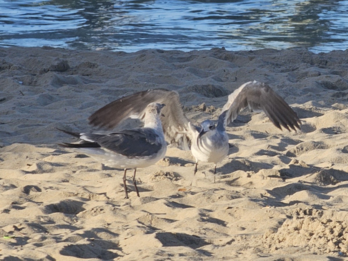 Laughing Gull - ML620694008