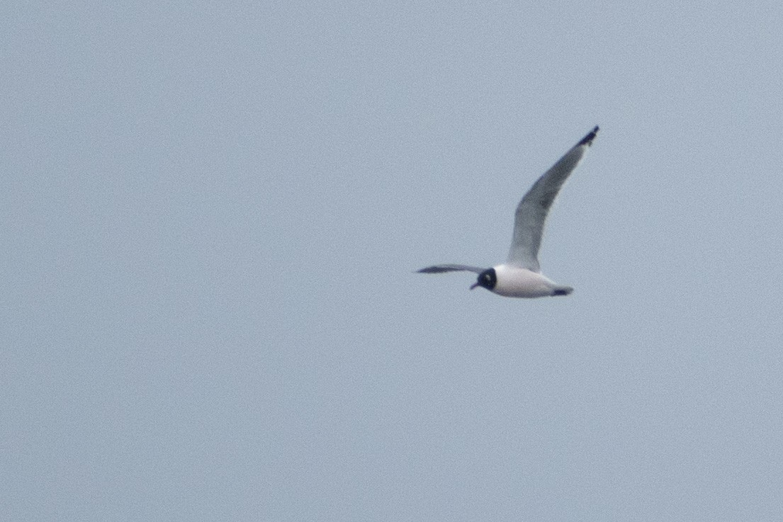 Franklin's Gull - ML620694011