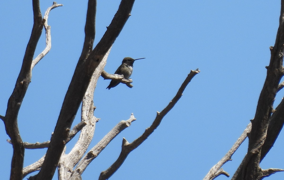 Black-chinned Hummingbird - ML620694012