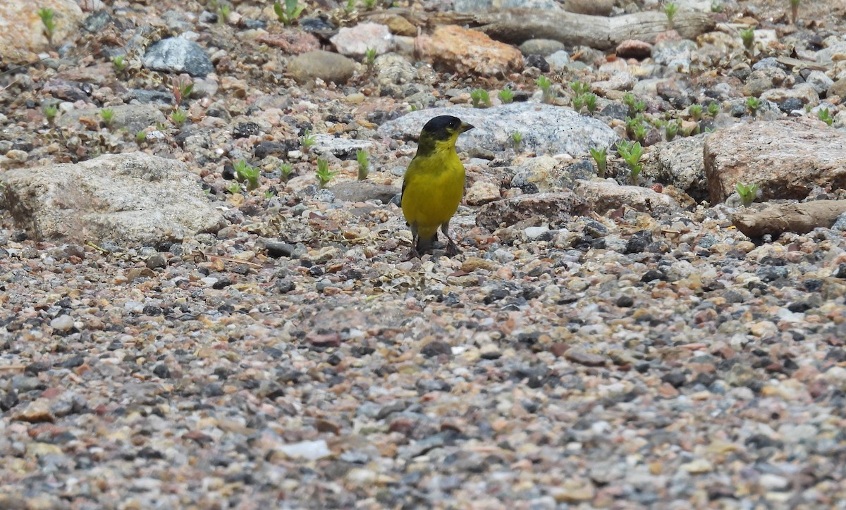 Lesser Goldfinch - ML620694014