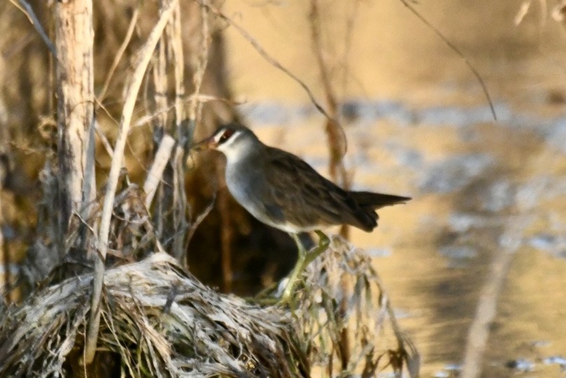 White-browed Crake - ML620694017