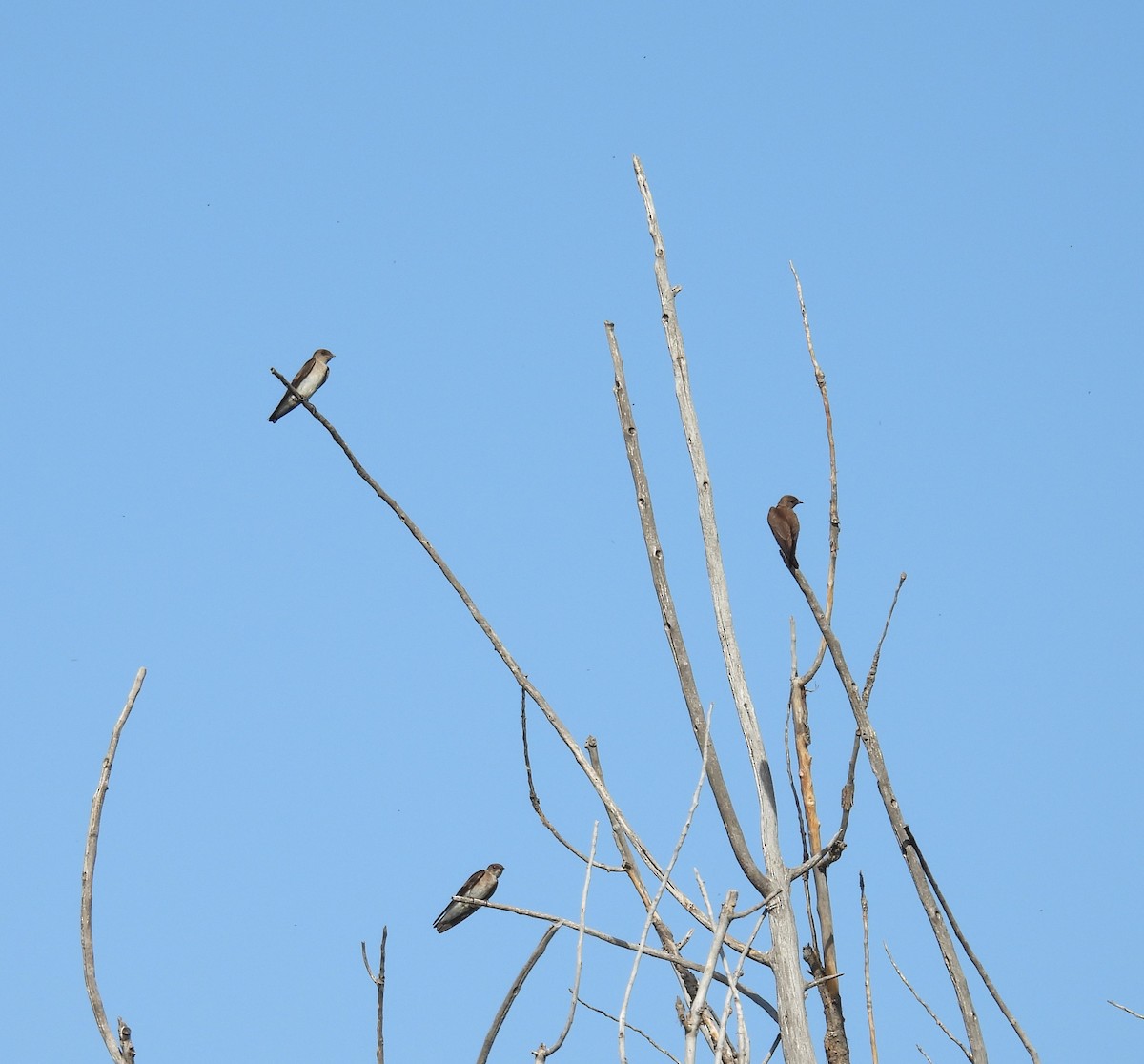 Northern Rough-winged Swallow - ML620694025