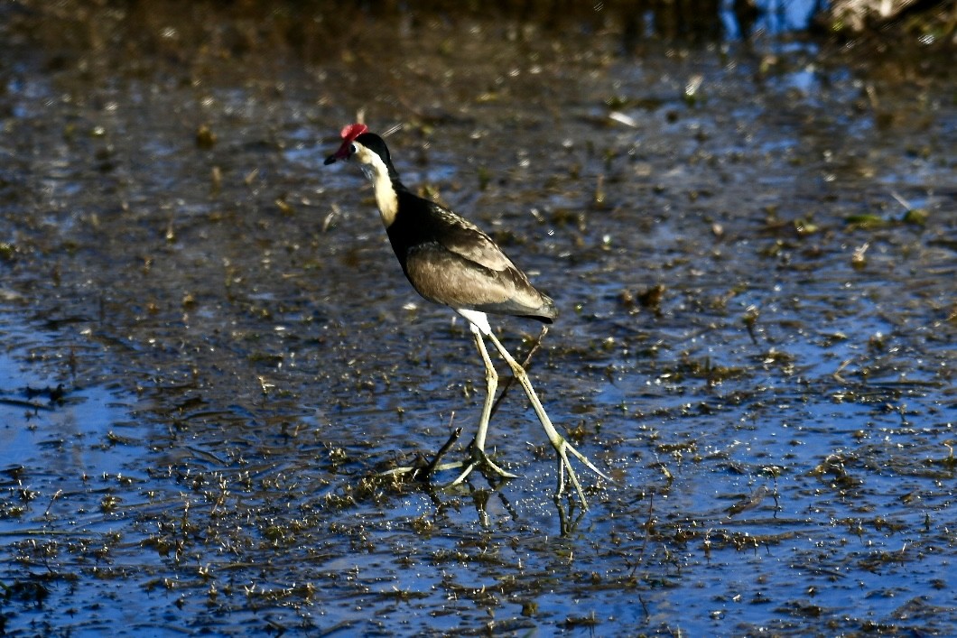 Comb-crested Jacana - ML620694027