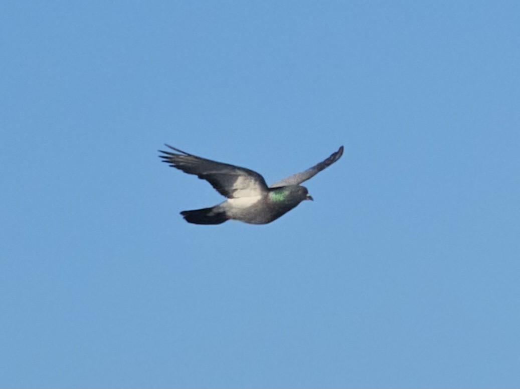 Rock Pigeon (Feral Pigeon) - ML620694032