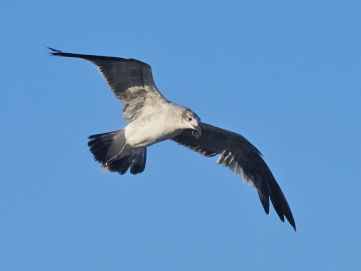 Laughing Gull - ML620694038