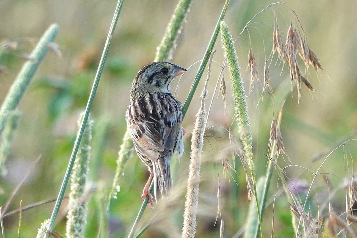 Henslow's Sparrow - ML620694041