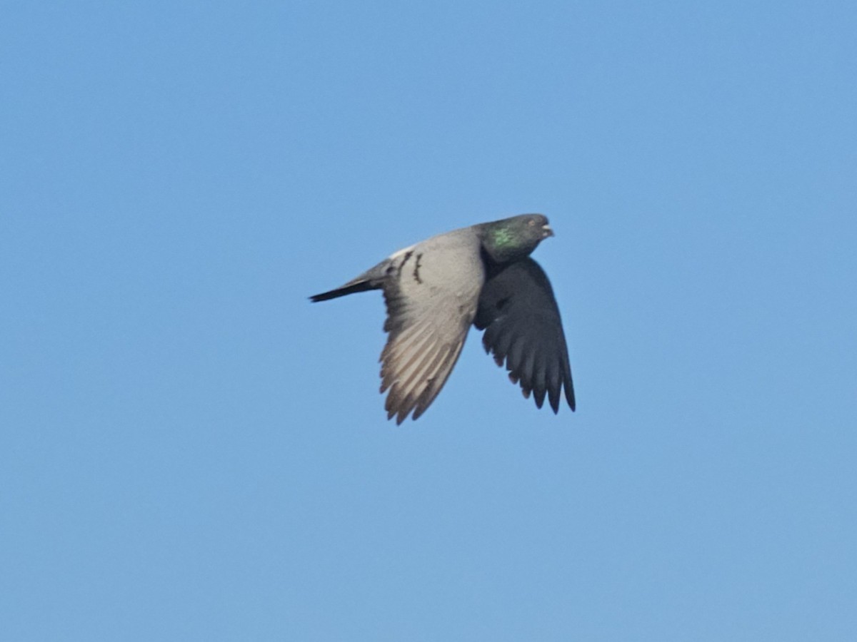 Rock Pigeon (Feral Pigeon) - ML620694042