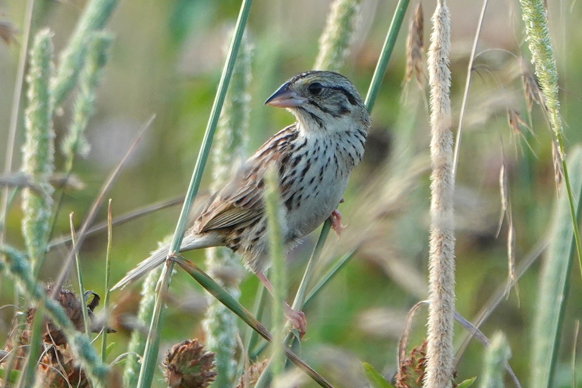 Henslow's Sparrow - ML620694043