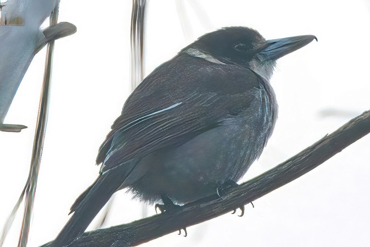 Gray Butcherbird - ML620694048