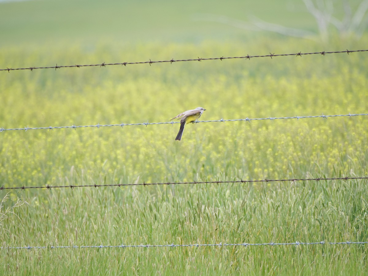 Western Kingbird - ML620694050