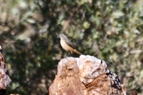 Sandstone Shrikethrush - ML620694052