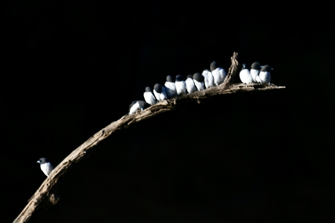 White-breasted Woodswallow - ML620694054