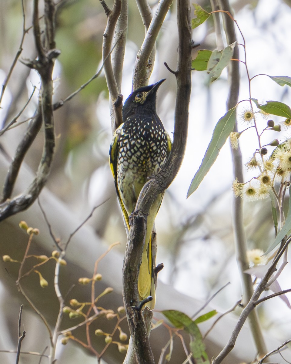 Regent Honeyeater - ML620694056