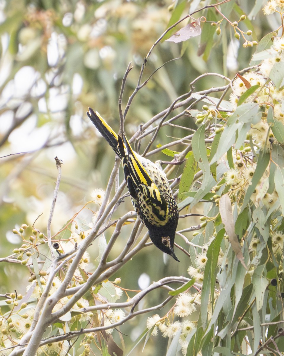 Regent Honeyeater - ML620694057