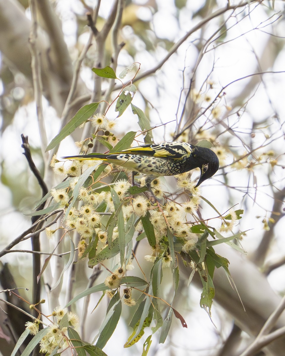 Regent Honeyeater - ML620694058