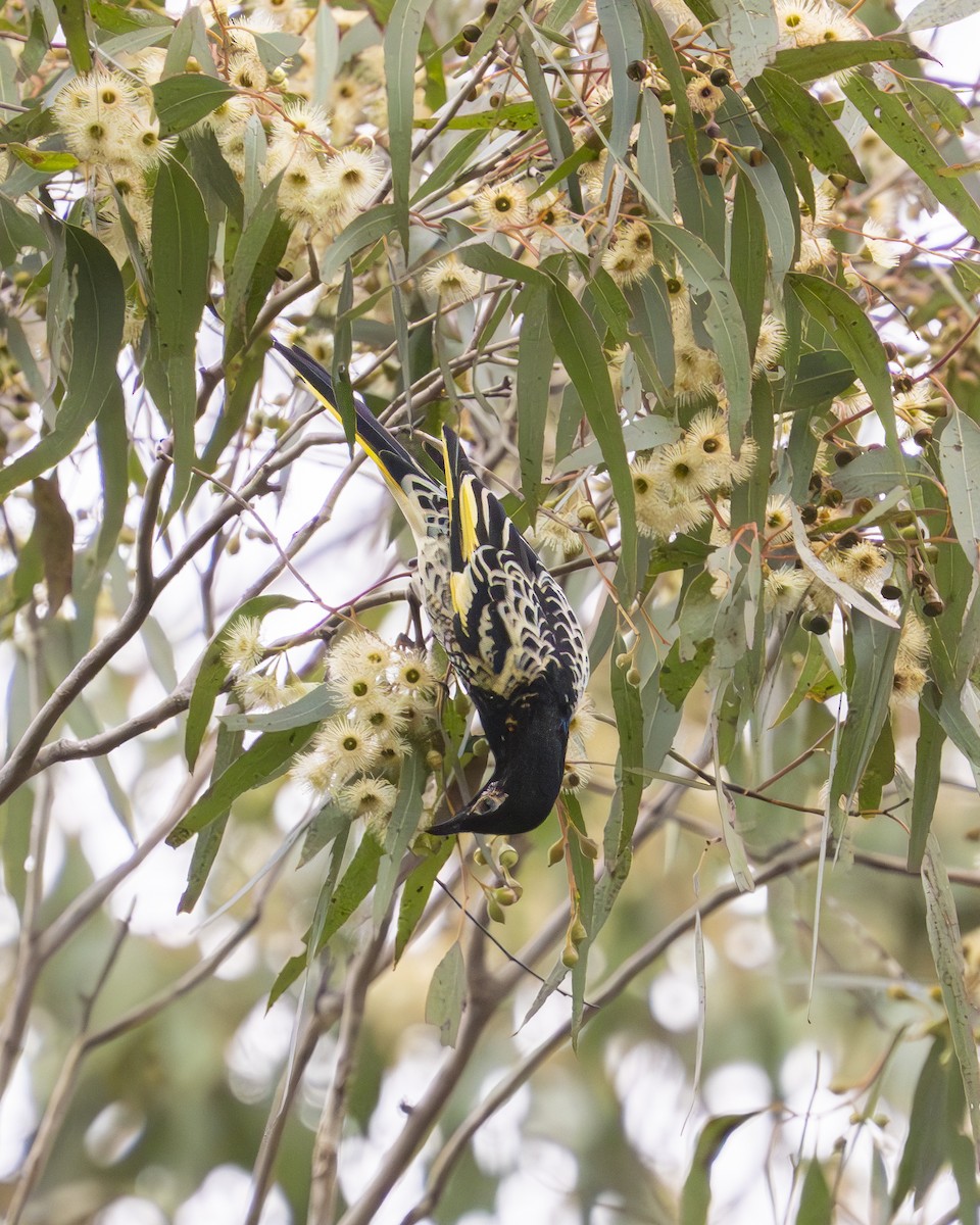 Regent Honeyeater - Bernadett Kery